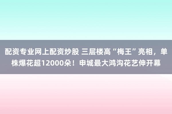 配资专业网上配资炒股 三层楼高“梅王”亮相，单株爆花超12000朵！申城最大鸿沟花艺伸开幕